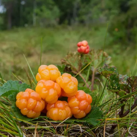 Lonnasvegen